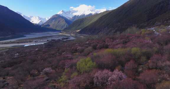 4K航拍西藏林芝雅鲁藏布江大峡谷桃花3