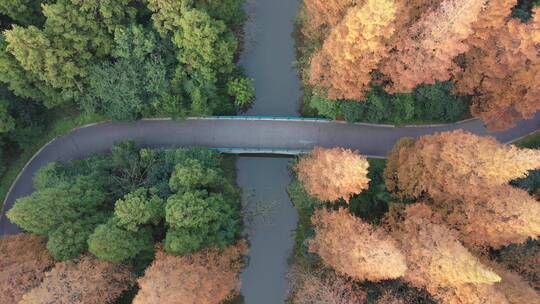 上海 崇明岛 树林 航拍 4K视频素材模板下载