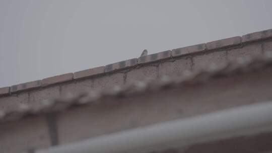 【log】【空镜】阴雨天民居屋顶上的麻雀