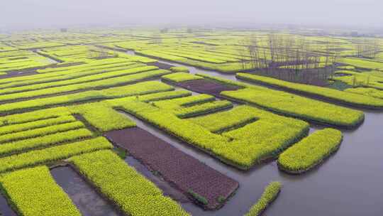 江苏泰州千垛油菜花海