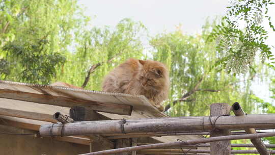 猫在屋顶休息睡觉打哈气