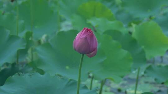 雨中荷花荷叶吹动