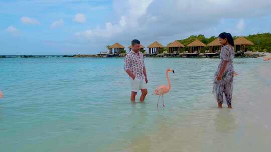 一对夫妇在阿鲁巴海滩和粉色火烈鸟在阿鲁巴岛加勒比海的海滩火烈鸟海滩