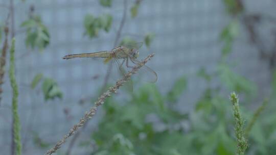 小区楼顶花圃蜻蜓昆虫