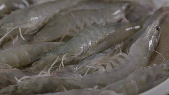 鲜活的海虾旋转展示LOG视频素材模板下载