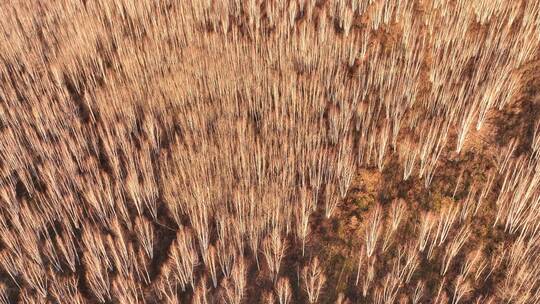 航拍晚秋落叶的白桦林视频素材模板下载