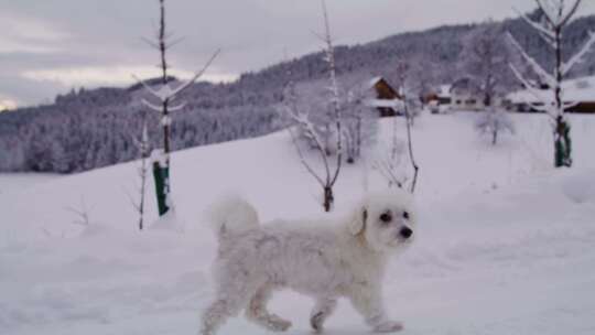 狗，雪，梗，跑步