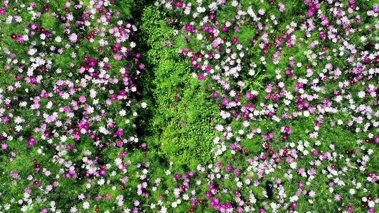 格桑花海