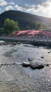 济南龙洞风景区，粉黛乱子草花海秋景迷人