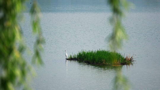 湖中央绿洲上的白鹭