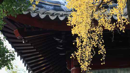 秋天寺院银杏古建筑  唯美局部特写