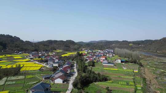 航拍乡村田野油菜花田