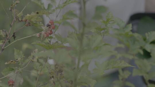 野生树莓采摘LOG视频素材模板下载