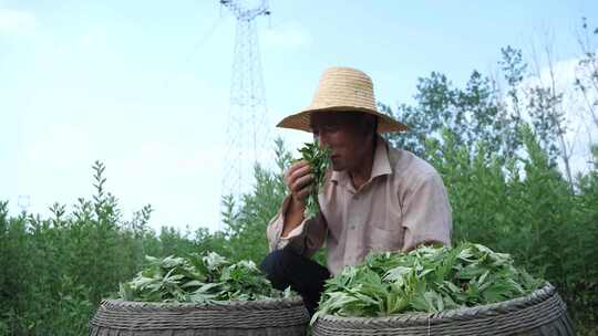 艾草采摘 端午