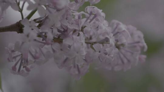 丁香花微距LOG视频素材模板下载