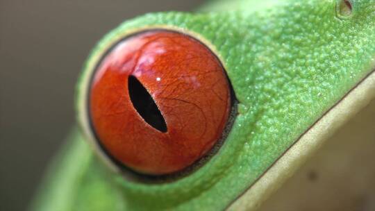 红眼树蛙眨眼的特写镜头