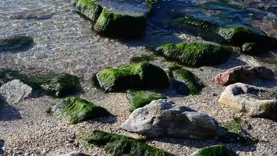 覆盖着小岩石的海藻