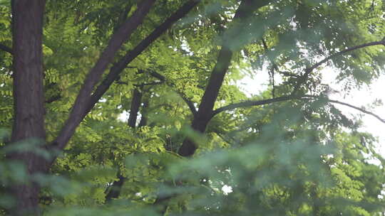 绿植 夏天 树木 树叶 阳光 小清新视频素材模板下载