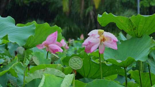 夏天雨水荷花荷叶雨滴雨景