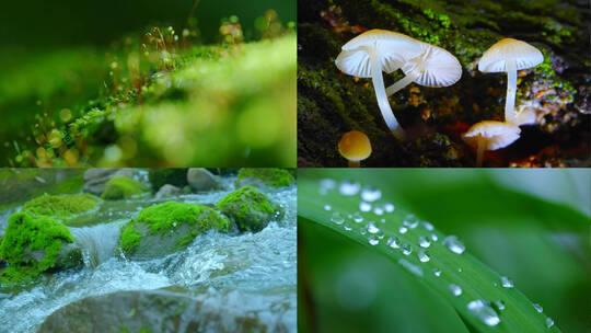 大自然森林树林热带雨林水流天然氧吧