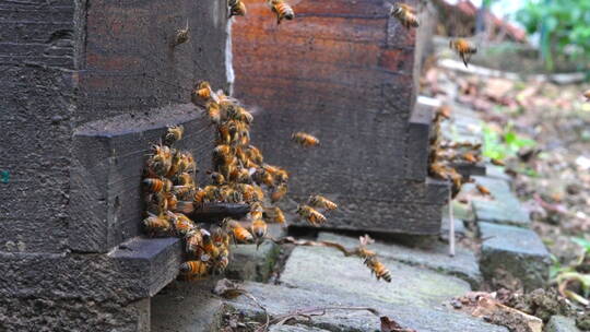 4K蜜蜂蜂蜜蜂箱升格