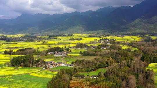 高山下的乡村金黄油菜花田