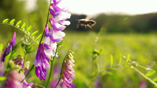 初夏草地上野花和蜜蜂