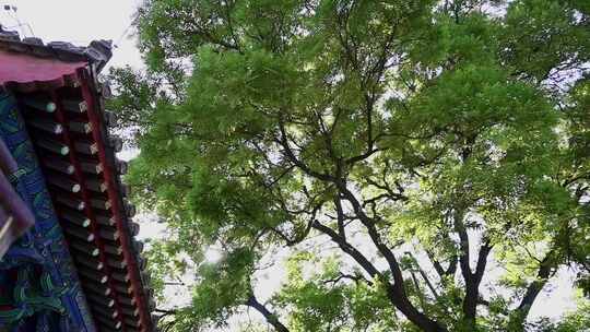 古建筑旁繁茂绿树景象