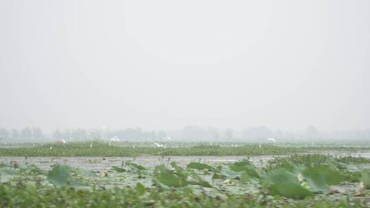 湖区拆围后生态恢复好大批水鸟栖息