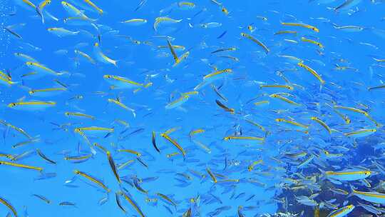 海底的热带鱼群