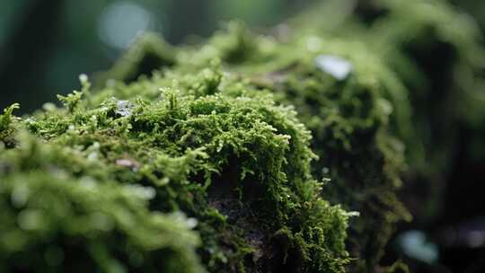 森林苔藓微距特写自然生态视频
