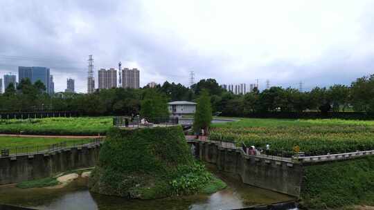 航拍雨后深圳观澜湿地公园