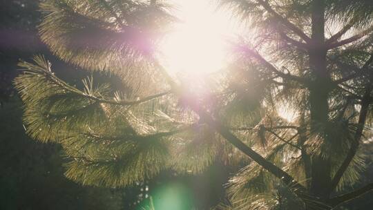 太阳照在森林里的水上视频素材模板下载