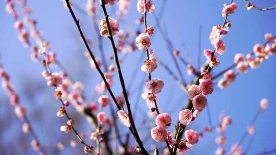 春天阳光下盛开绽放的梅花花簇花朵