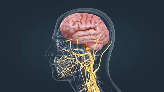 周围神经系统医学3D人体三维动画