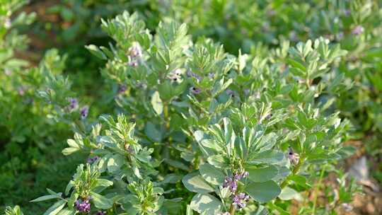 相机高清摄农村菜田蚕豆花开