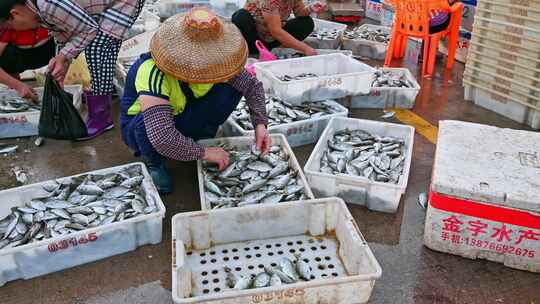 海南儋州洋浦白马井渔港早上渔船回归