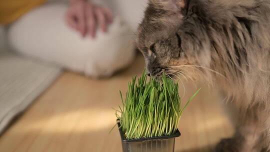 吃植物的小猫