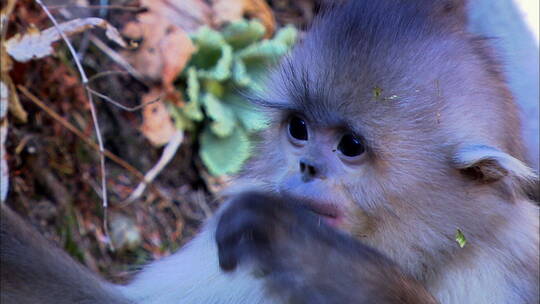 滇金丝猴幼崽6视频素材模板下载