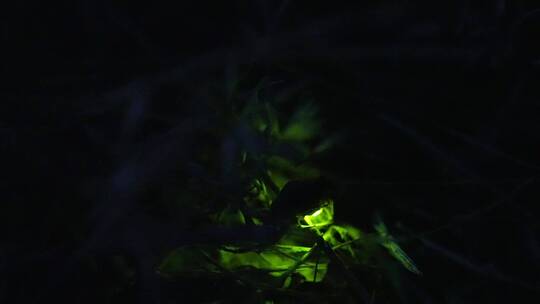 夜晚草丛萤火虫闪烁亮光