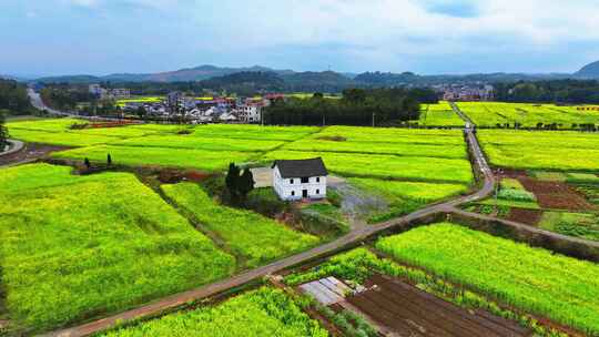 乡村田园油茶花航拍