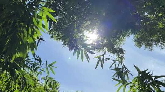 竹林阳光