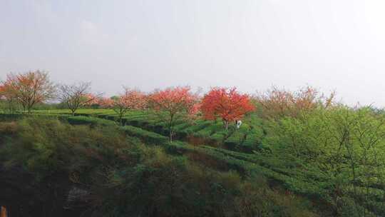 湖南郴州高椅岭樱花园