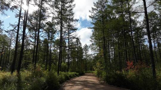 落叶松林天然林松树林森林景观