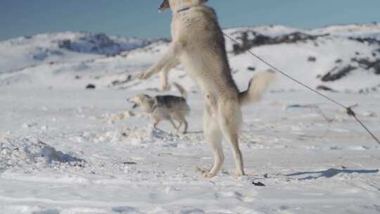 护卫犬、攻击犬、吠叫犬、雪橇犬