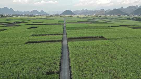 黑皮甘蔗基地航拍