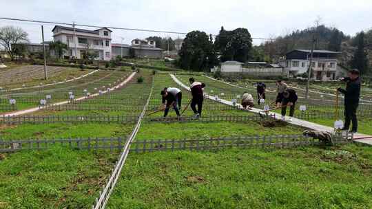 劳动空镜刨土锄地农场工人耕作劳作翻土