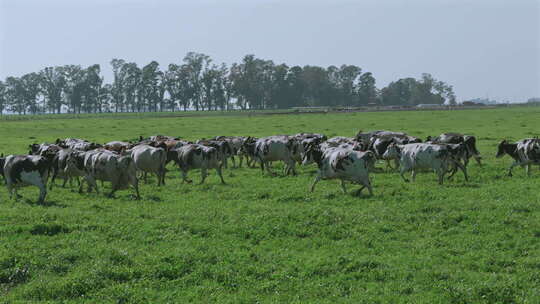 奶牛农业生态养殖4k
