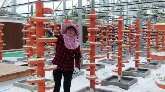 女性温室大棚内查看蔬菜种植