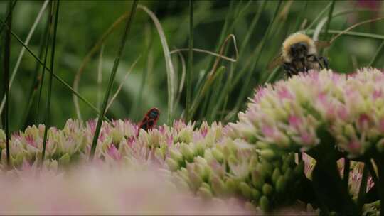 Carder Bee， Firebug，